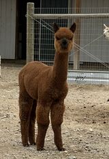 alpaca for sale