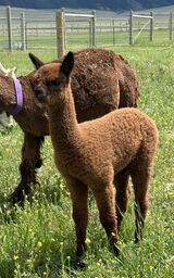 alpaca for sale