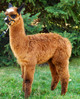 Bright True Black Fleece Under Cria Tips -2 1/2 months