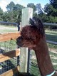 Waiting for her cria to arrive 2011