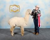 alpaca for sale