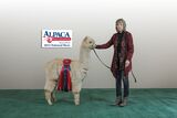 alpaca for sale