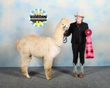 alpaca for sale