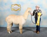 alpaca for sale