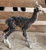 alpaca for sale