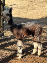 alpaca for sale