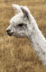 alpaca for sale