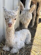 alpaca for sale