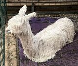 alpaca for sale