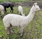 alpaca for sale