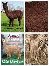 alpaca for sale