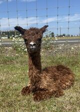 alpaca for sale