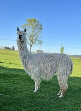 alpaca for sale