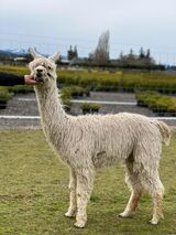 alpaca for sale