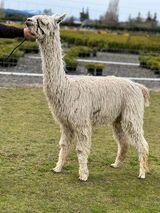 alpaca for sale