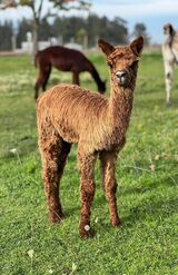 alpaca for sale