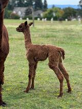 alpaca for sale