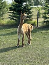 alpaca for sale