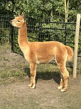 alpaca for sale