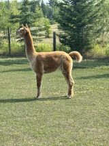 alpaca for sale