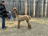 alpaca for sale