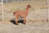 alpaca for sale