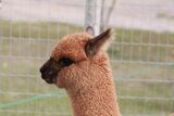 alpaca for sale