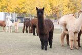 alpaca for sale