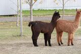 alpaca for sale