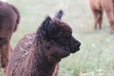 alpaca for sale