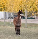 alpaca for sale