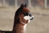 alpaca for sale