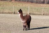 alpaca for sale