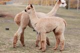 alpaca for sale