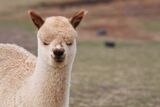 alpaca for sale