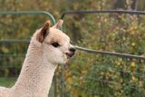 alpaca for sale