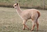 alpaca for sale