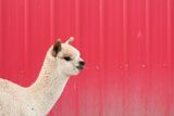 alpaca for sale