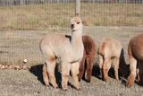 alpaca for sale