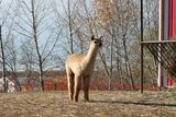 alpaca for sale