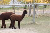 alpaca for sale