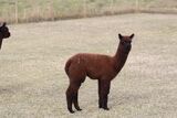 alpaca for sale