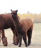 alpaca for sale