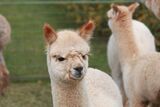 alpaca for sale