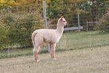 alpaca for sale