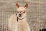 alpaca for sale