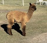 alpaca for sale