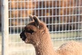 alpaca for sale