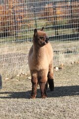 alpaca for sale