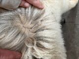 alpaca for sale